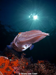 Big cuttle fish by Bruno Van Saen 